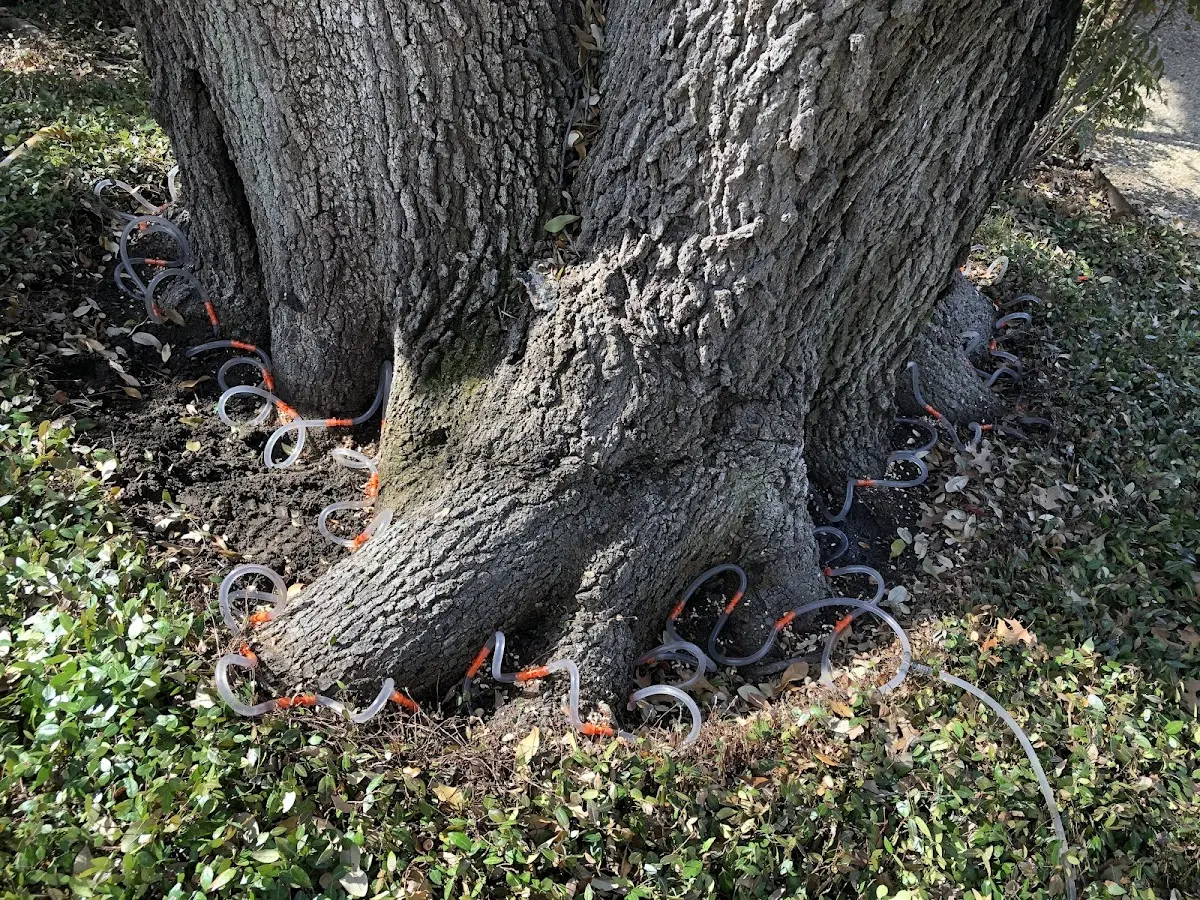 Detailed Tree Cabling and Bracing job site in Dewitt