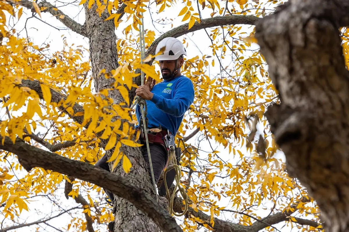 Skilled Tree Trimming crew working in Dewitt