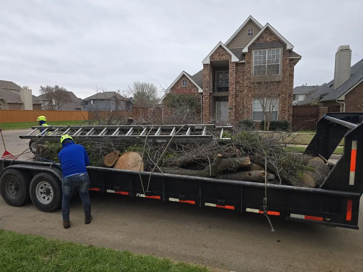 Expert Tree Removal with proper safety equipment in Dewitt